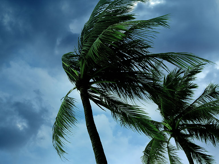 Palm trees swaying due to strong hurricane winds