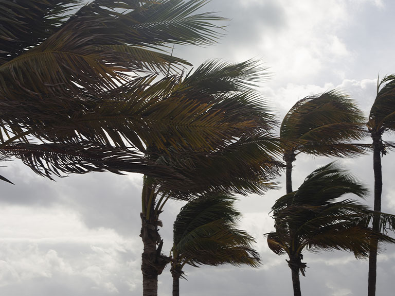Palm tress in the wind.