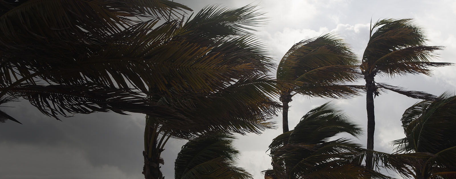 Palm tress in the wind.