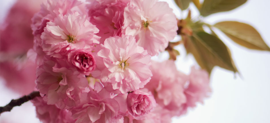 cherry_blossom_946x432.jpg