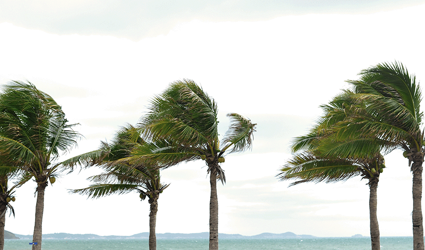 Palm trees swaying due to heavy wind